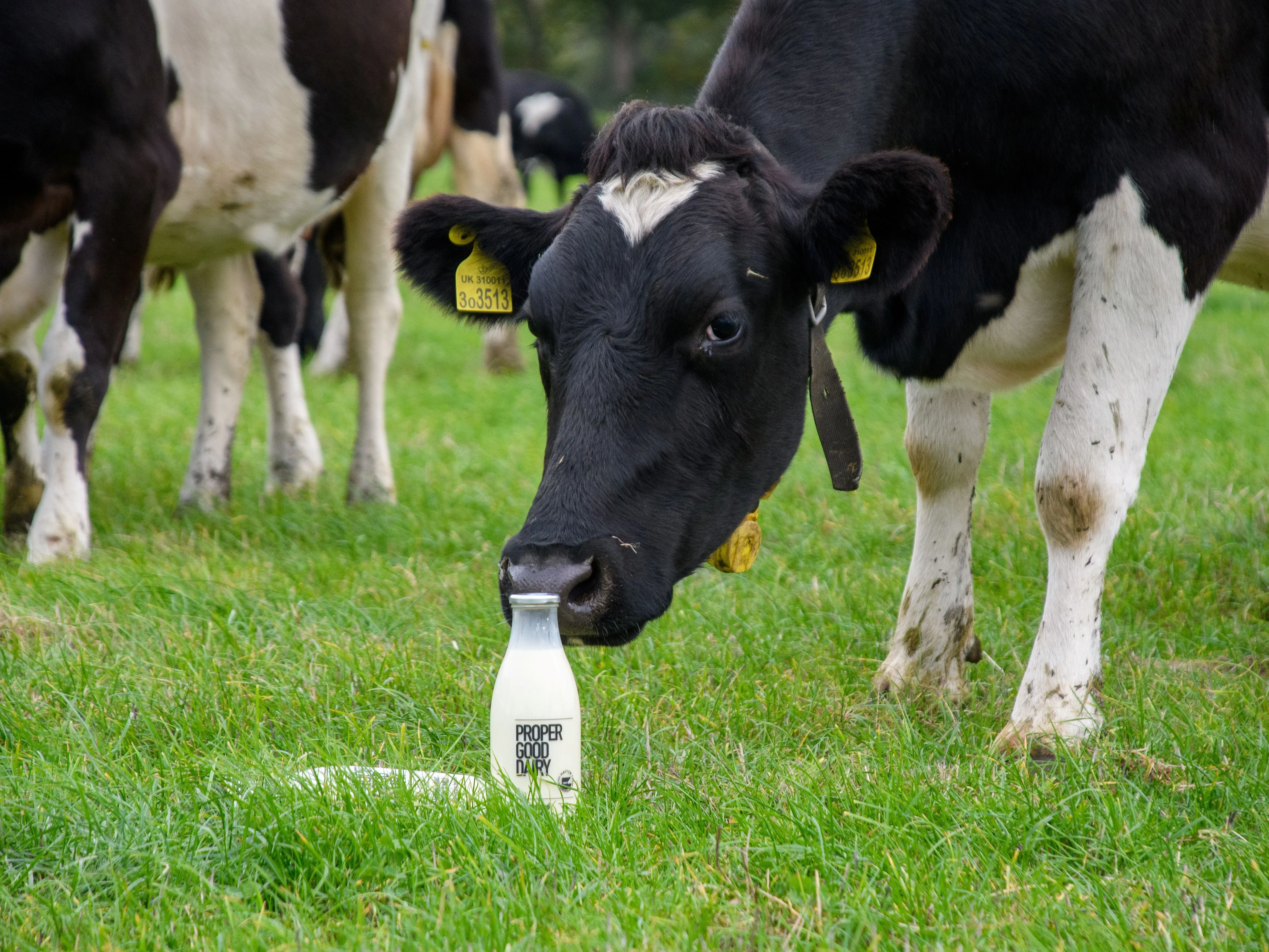 Proper Good Dairy, sent by the business